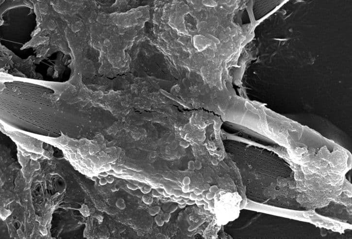 Genomatica Licenses TeselaGen Software For DNA Design