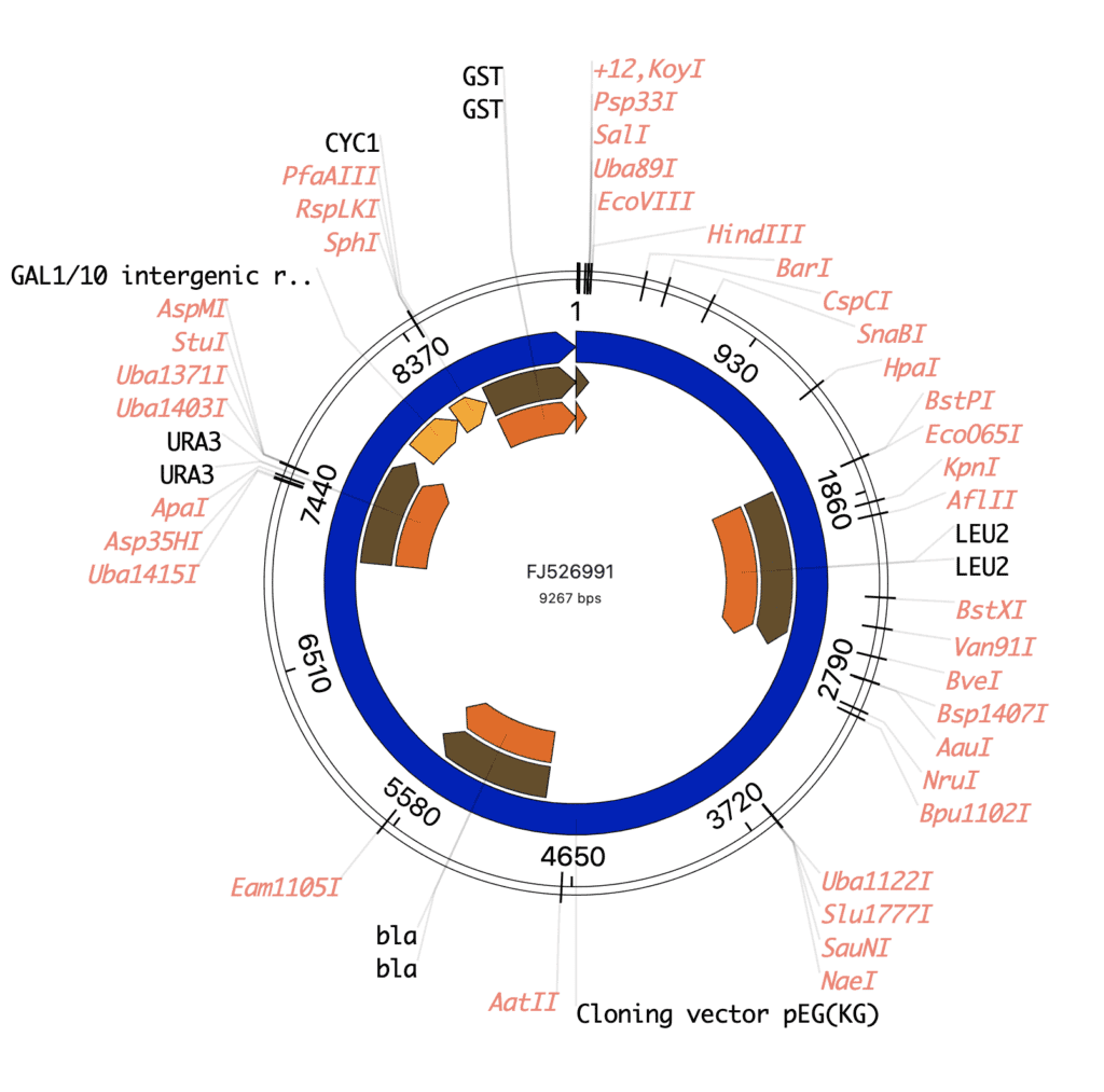 Vector Editor included in TeselaGen Community, Starter, Professional, and Enterprise Editions