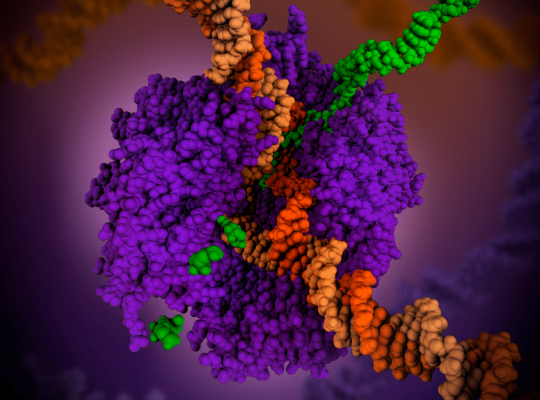 RNA Polymerase